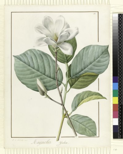 Magnolia Yulan Magnolia Denudata by Pierre Joseph Redouté